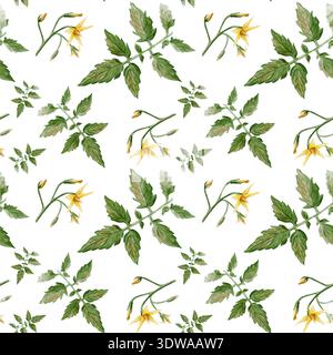 Motif aquarelle sans couture avec feuilles de tomate, tiges et fleurs jaunes. Illustration botanique peinte à la main isolée sur fond clair, naturelle Banque D'Images