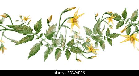 Bordure horizontale sans couture de vigne de tomate peinte à la main avec des feuilles vertes et des fleurs jaunes. Garniture botanique aquarelle réaliste idéale pour la cuisine Banque D'Images