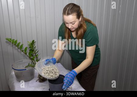 Femme jardinière dans des gants transplantant la plante, ajoutant des roches de drainage au pot. Concept d'horticulture et de jardinage d'intérieur pour l'entretien des plantes à domicile. Banque D'Images