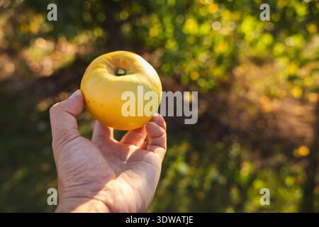 Pomme jaune tenue à la main sur fond de verger vert flou dans la lumière chaude du soleil du soir Banque D'Images