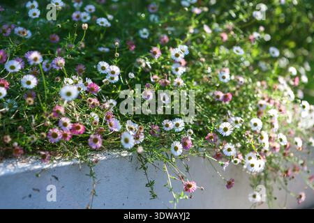 Erigeron karvinskianus (fleabane mexicain) s'étendant sur le haut d'un mur de jardin Banque D'Images