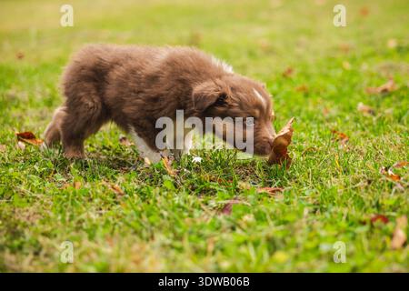 Chiot berger australien reniflant une feuille sèche sur l'herbe verte dans un parc, curieux chien brun et blanc explorant la nature en plein air pendant l'automne Banque D'Images