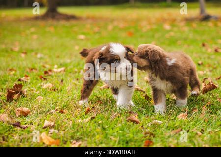Deux chiots bergers australiens jouant sur l'herbe verte dans le parc d'automne, adorables chiens bruns et blancs interagissant à l'extérieur à la lumière du soleil Banque D'Images