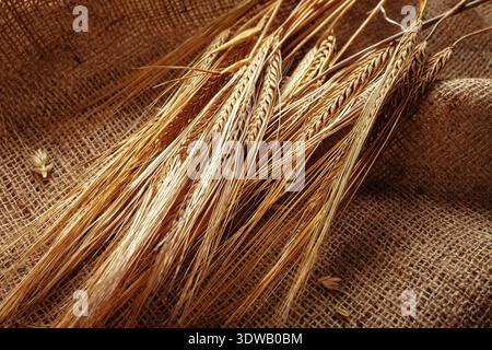 Les tiges de blé reposent sur le tissu de toile de jute pendant la saison de récolte dans une région rurale Banque D'Images