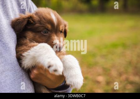 Chiot berger australien étant doucement tenu par une personne à l'extérieur, chien brun et blanc mignon avec une fourrure douce reposant dans les bras sur fond vert Banque D'Images