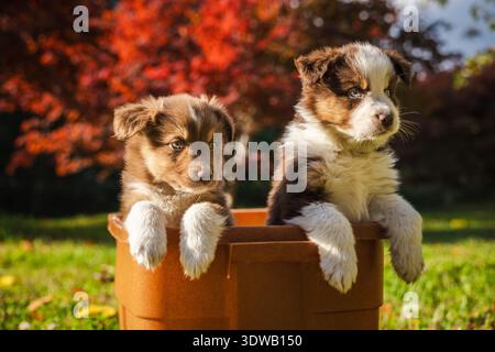 Deux chiots bergers australiens assis dans un pot de fleurs brunes à l'extérieur par une journée ensoleillée avec des feuilles d'automne rouges en arrière-plan Banque D'Images
