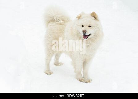 Un chien joyeux samoyed mignon debout dans la neige blanche pure pendant une promenade hivernale. Authentique style de vie en plein air avec un animal canin moelleux de race pure. Banque D'Images