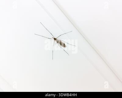 Les Tipulidae sur un mur. Banque D'Images