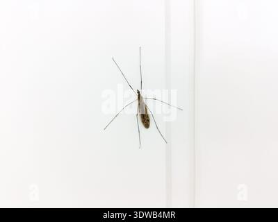 Les Tipulidae sur un mur. Banque D'Images