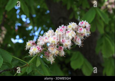 Fleur de châtaignier. Grande inflorescence printanière. Fleur blanche et feuilles vertes.floraison d'une châtaigne de cheval dans un parc au printemps Banque D'Images