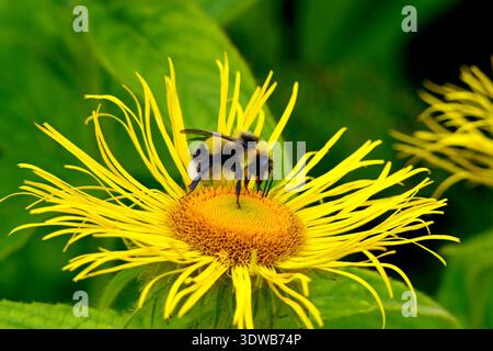 Une bourdon shaggy ramassant le nectar d'une fleur d'élecampane jaune. Mise au point sélective Banque D'Images