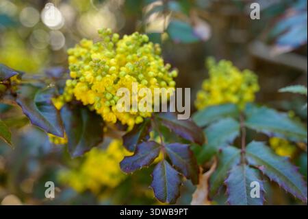 Gros plan de fleurs de raisin jaune vif de l'Oregon avec des feuilles de houx à feuilles persistantes. Concept d'éveil de la nature, détail horticole printanier et décora Banque D'Images