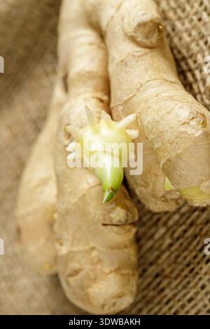 Gingembre biologique avec germe gros plan sur sac de jute. Procédé de culture Banque D'Images