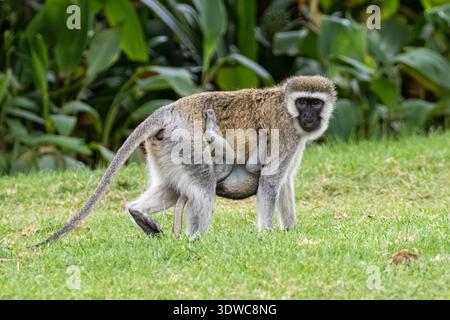 Singe vervet, Chlorocebus pygerythrus avec bébé, Kenya, Afrique Banque D'Images