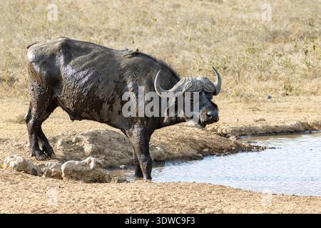 Cape Buffalo, Syncerus caffer caffer, à un point d'eau, Kenya, Afrique Banque D'Images