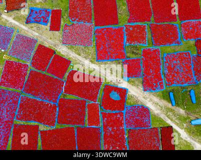 Vue aérienne de piments rouges vibrants séchant sur des champs en patchwork, créant un contraste saisissant avec l'herbe verte, Tentulia, Rangpur Division, Bangl Banque D'Images