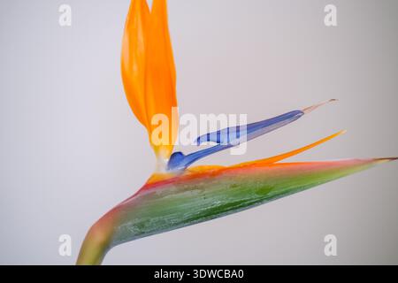 Vue macroscopique de Strelitzia reginae montrant un sépale vertical orange, un pétale bleu allongé et une bractée verte avec un bord rose, une texture superficielle fine visible Banque D'Images