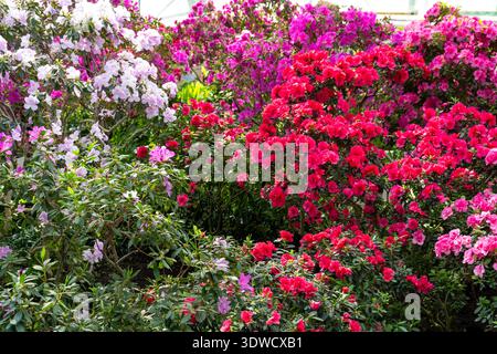 Fleur de bourgeon azalée. Plante Rhododendron dans le jardin. Fond floral. Fleurs de collection. Banque D'Images