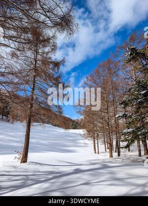 Paysage hivernal avec de grands arbres et de la neige profonde à Nagano, Japon Banque D'Images