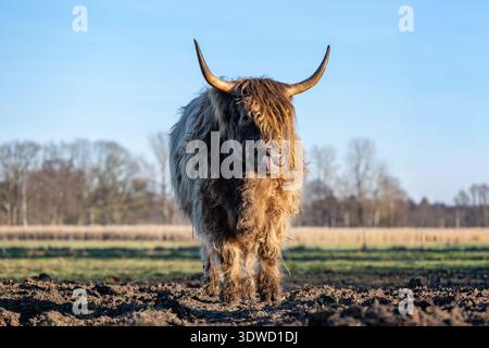 Bétail des Highlands debout dans un champ avec une fourrure déchiquetée et de longues cornes, léchant son nez Banque D'Images