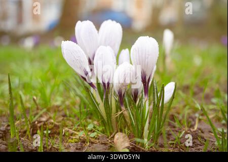 Fleurs de crocus fleurissant en hiver et au printemps, lumière du soleil brillant à travers les fleurs et les feuilles, première fleur sauvage au printemps Banque D'Images