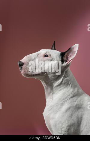 Bull Terrier à la recherche profil Portrait Studio, White Bull Terrier à la recherche du haut dans un cadre studio minimaliste. Banque D'Images