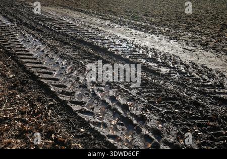 traces de pneus de tracteur sur des terres agricoles humides et boueuses, norfolk, angleterre Banque D'Images