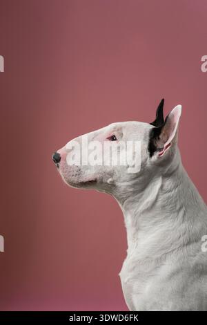 Profil de Bull Terrier calme sur fond rose : portrait de studio de Bull Terrier blanc dans la vue de côté. Banque D'Images