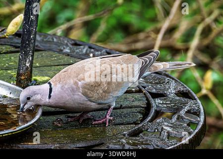 Une colombe à col à une table d'oiseaux buvant de l'eau. Banque D'Images