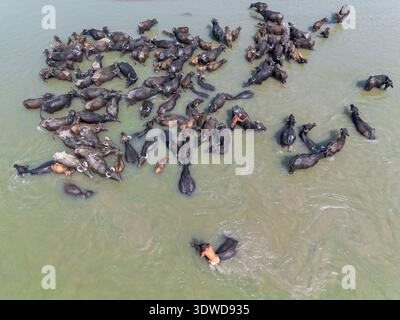 Gaibandha, Bangladesh - 17 février 2026 : vue aérienne d'un grand troupeau de buffles sombres pataugant et nageant dans les eaux troubles, leurs formes créant Banque D'Images