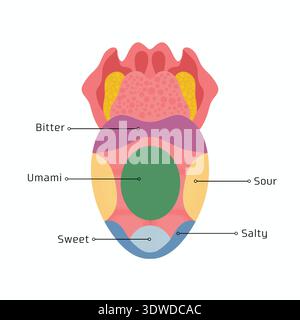Illustration pédagogique de l'anatomie de la langue humaine montrant les zones gustatives, y compris sucrées, aigres, salées, amères et umami. . Banque D'Images