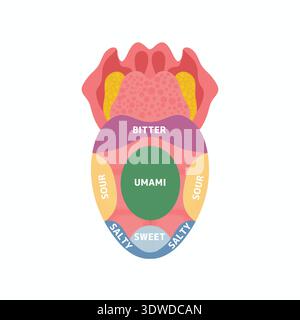 Illustration pédagogique de l'anatomie de la langue humaine montrant les zones gustatives, y compris sucrées, aigres, salées, amères et umami. . Banque D'Images