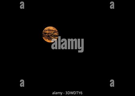 Branches sèches d'un arbre avec une pleine lune rouge en arrière-plan la nuit Banque D'Images