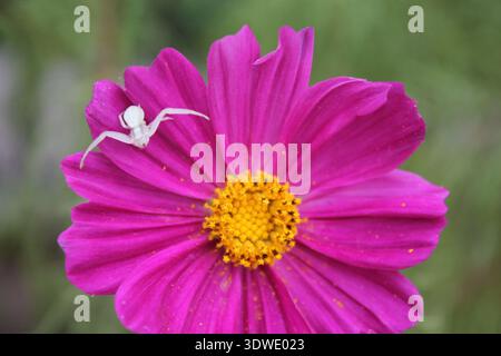 Araignée blanche sur une fleur de cosméa rose (cosmos bipinnatus) Banque D'Images