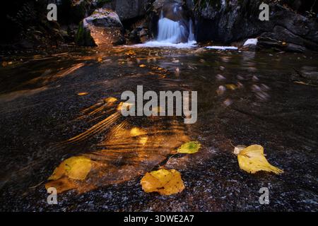 Une scène automnale sereine dans le parc national de Guadarrama, mettant en vedette des feuilles jaunes flottant doucement sur un ruisseau calme au milieu des rochers, capturant l'essence paisible Banque D'Images