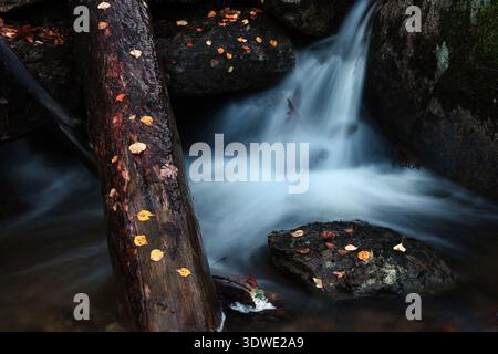 Une scène automnale sereine dans le parc national de Guadarrama capture un ruisseau doux qui coule sur des rochers ornés de feuilles tombées colorées, mettant en valeur le devant de la scène Banque D'Images