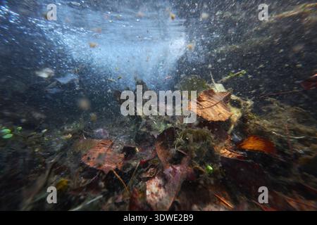 Scène sous-marine présentant des feuilles d'automne immergées dans des eaux sereines. Les riches couleurs et textures des feuilles créent un aqua captivant et tranquille Banque D'Images