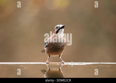 Un geai eurasien se tient près d'une surface réfléchissante dans une bosquée de chênes, capturant l'essence de l'automne avec son plumage vibrant et les tons riches et terreux o Banque D'Images