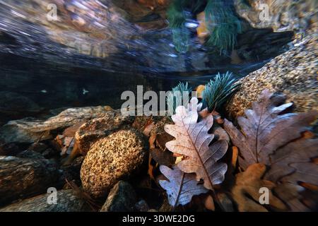 Scène sous-marine captivante avec des feuilles d'automne contre des pierres, créant un mélange serein de textures et de couleurs naturelles. Les verts éclatants complètent Banque D'Images