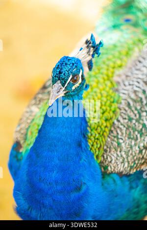 Une image en gros plan présente un magnifique paon avec un plumage bleu et vert éclatant, mettant en valeur ses motifs de plumes complexes et ses couleurs éclatantes aga Banque D'Images