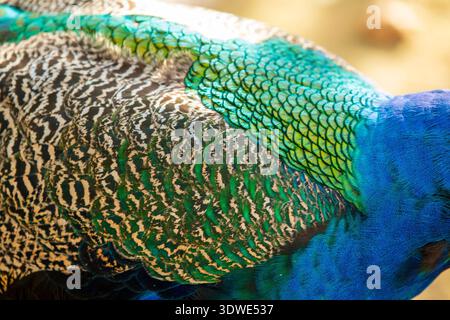 Gros plan détaillé des plumes éclatantes d'un paon, mettant en évidence les motifs complexes et les couleurs vives du bleu, du vert et du jaune, reflétant le b. Banque D'Images