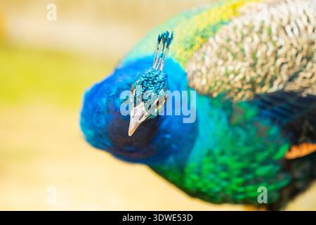 Gros plan d'un paon vibrant affichant son superbe plumage bleu et vert irisé. L'image capture les détails complexes et la beauté naturelle o Banque D'Images
