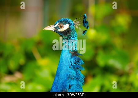 Gros plan saisissant d'un paon affichant ses plumes bleues éclatantes sur un fond vert luxuriant. Les détails complexes de son plumage s'ajoutent à son Banque D'Images