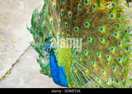 Un paon vibrant mettant en valeur son magnifique éventail de plumes colorées. Les motifs complexes et les teintes vives créent un affichage étonnant de bea naturel Banque D'Images