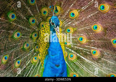 Un majestueux paon met en valeur son éventail de plumes vibrant en plein écran. Le plumage coloré présente des motifs complexes et des teintes riches, soulignant le Banque D'Images