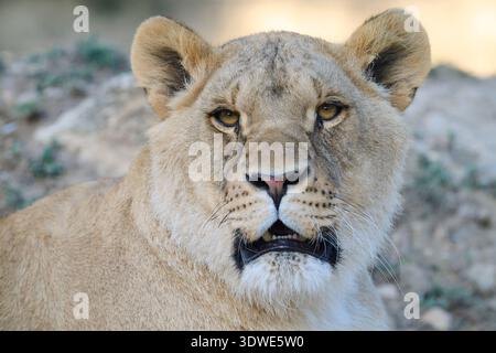 Un gros plan captivant d'un lion reposant dans un habitat naturel. Le regard puissant et la posture détendue soulignent la tranquillité de son sanctuaire Enviro Banque D'Images