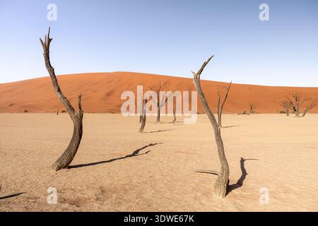 Vue imprenable sur le désert de Deadvlei en Namibie, avec des arbres anciens et torsadés debout sur des dunes orange vibrantes sous un ciel bleu clair. Banque D'Images