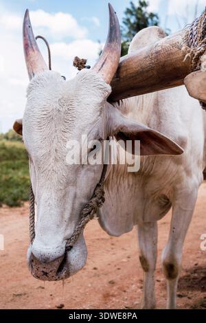 Gros plan d'un taureau blanc avec de grandes cornes et un joug en bois dans un paysage rural sri-lankais. L'image illustre les pratiques agricoles traditionnelles A. Banque D'Images