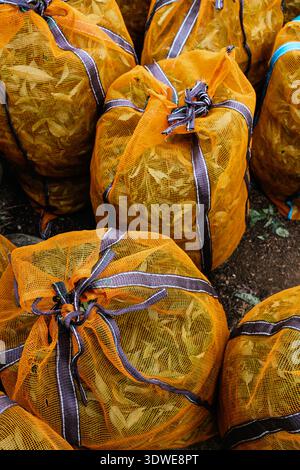 Sacs en maille orange vif remplis de feuilles de thé fraîchement cueillies placés sur le sol dans une plantation de thé au Sri Lanka, prêts à être transformés et distribu Banque D'Images