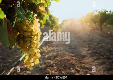 Un bouquet de raisins blancs mûrs dans un vignoble ensoleillé à Castilla la Mancha, Espagne. Le soleil jette une lueur chaude sur les rangées de vignes, soulignant leur v Banque D'Images